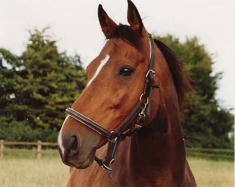 Fuldblod (XX) Ballard xx (R.I.P) billede 1