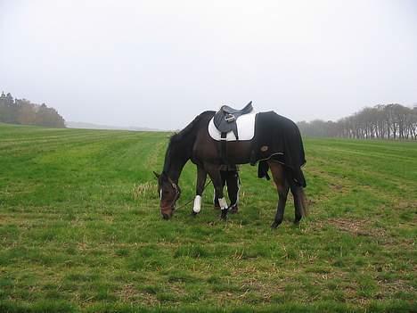 Fuldblod (XX) Ballard xx (R.I.P) - Ballard og jeg lige før hubertusjagt, hvis du ikk ka se mig står jeg bagved hesten.. heh.. billede 2