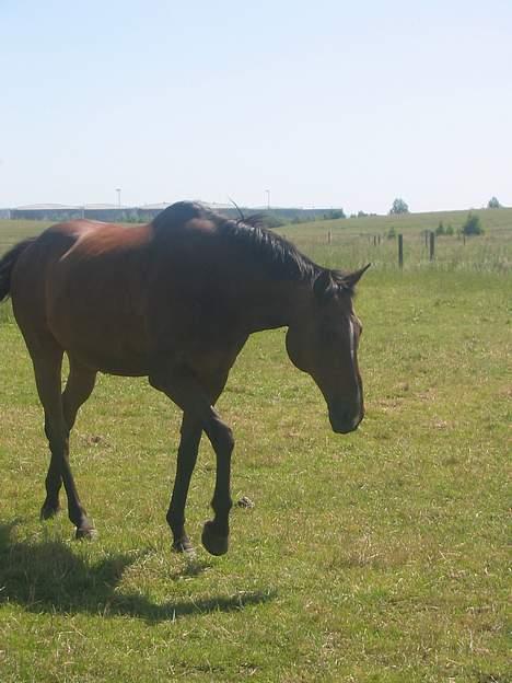 Fuldblod (XX) Ballard xx (R.I.P) billede 3