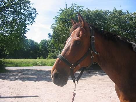 Fuldblod (XX) Ballard xx (R.I.P) billede 7