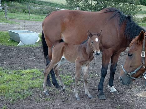 Traver Siggi Speedy #DØD# - Siggi med sit flotte hingsteføl fra år 2004! Martinique Speedy!!!   Taget d. 2. juli, 2004!!!! billede 6