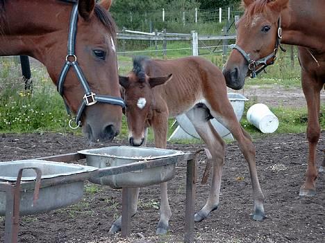 Traver Siggi Speedy #DØD# - Add.....!!! Skal jeg spise det mor......???    Taget d. 2. juli, 2004!!!! billede 7