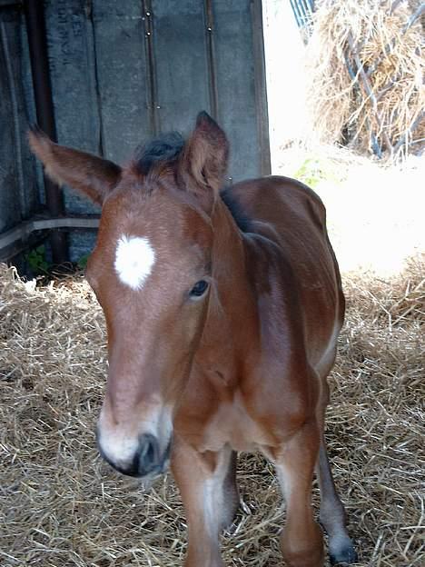 Traver Siggi Speedy #DØD# - Se min flotte stjerne!!!!   Taget d. 3. juli, 2004!!!! billede 8