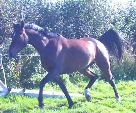 Anden særlig race Jussie *solgt* - fin trav lille hest:D billede 3