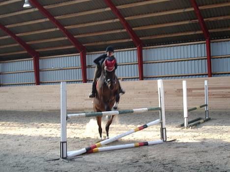 Hannoveraner Sir Sandro (kæmpe) R.I.P - Springning 2003 billede 7