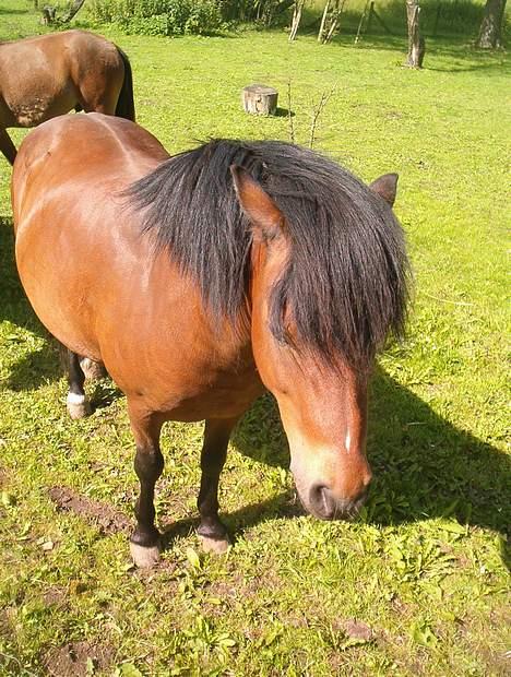 Anden særlig race Emil billede 7