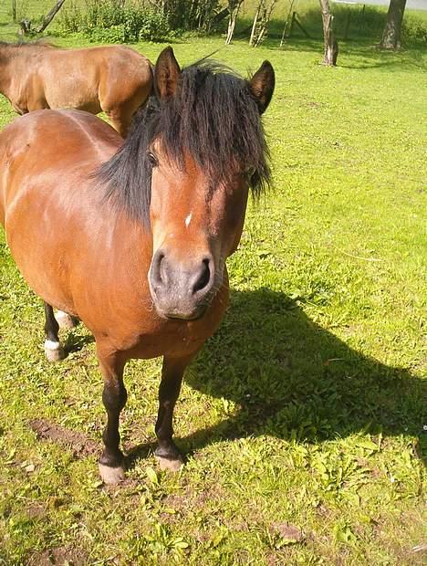 Anden særlig race Emil billede 8