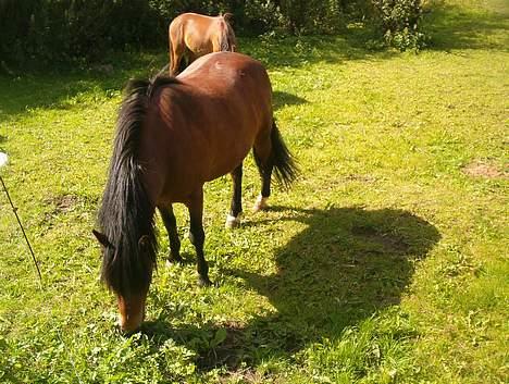 Anden særlig race Emil billede 9