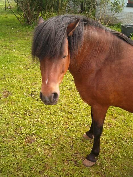 Anden særlig race Emil billede 10