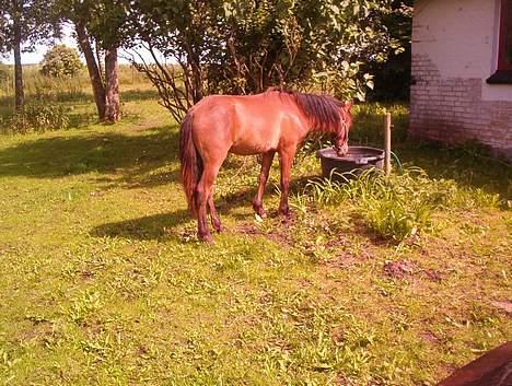 Gotlandsruss Camillo C billede 9