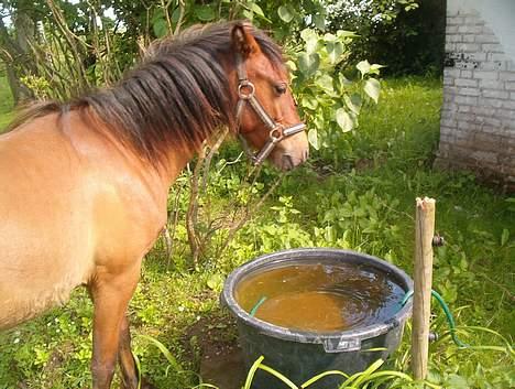 Gotlandsruss Camillo C billede 10