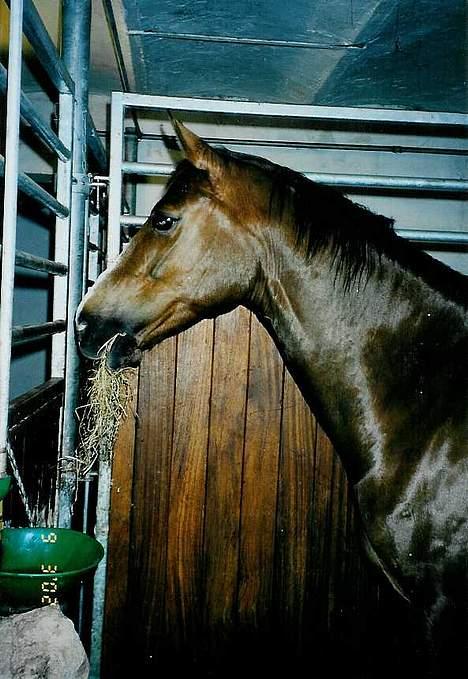 Dansk Varmblod Delacy Harkjær DH billede 8
