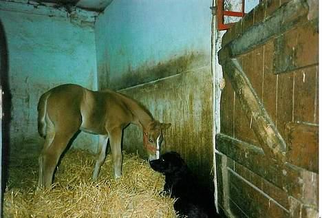 Dansk Varmblod Delacy Harkjær DH - Delacy med Min gamle hund Flex billede 9