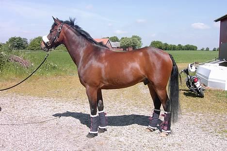 Anden særlig race Jussie *solgt* - jussie i en ung alder af 4 år billede 10