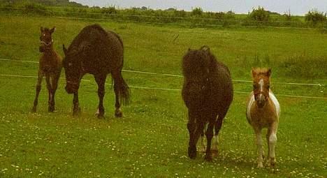 Anden særlig race Musse - musse m. sit føl Pepsi på fold med Cirkeline og Indy 1.7.04 billede 9