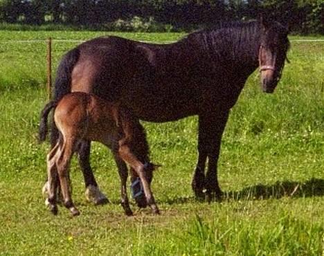Anden særlig race Musse - Musse m. Pepsi - taget d.12.6.04 billede 10