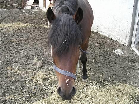 Koldblodstraver Henfiksa - Matmonsen min<3 billede 7