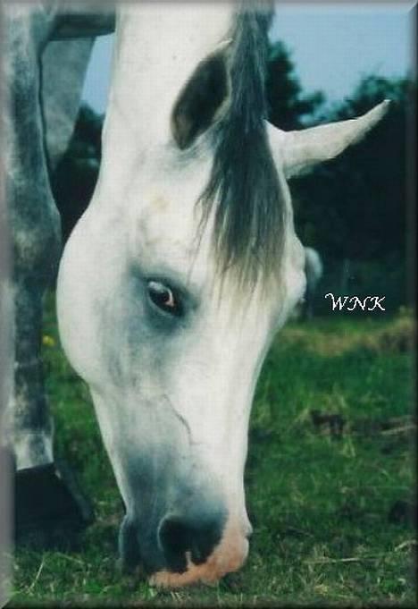 Arabisk fuldblod (OX) Edward FA 114/98 - Foto: Winnie Kongsnæs billede 1