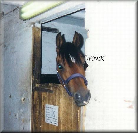 Arabisk fuldblod (OX) Kacymet ox 1881 - Foto: Winnie Kongsnæs billede 1