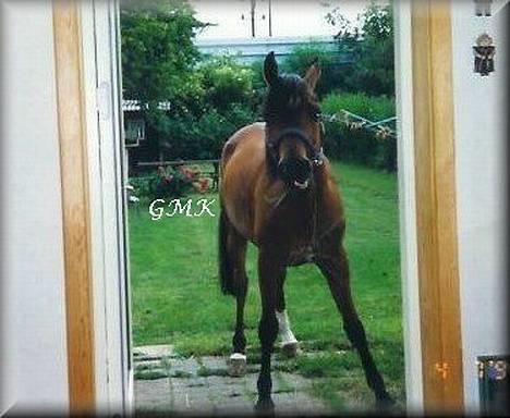 Arabisk fuldblod (OX) Kacymet ox 1881 - Foto: Gitte Kongsnæs billede 2