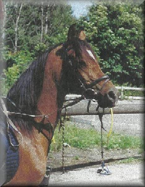 Arabisk fuldblod (OX) Kacymet ox 1881 billede 3