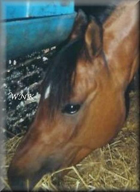 Arabisk fuldblod (OX) Kacymet ox 1881 billede 4