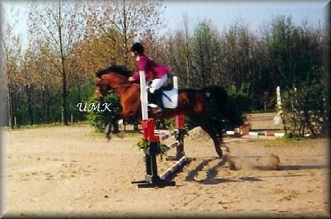 Arabisk fuldblod (OX) Kacymet ox 1881 - Foto: Ulla Kongsnæs billede 5