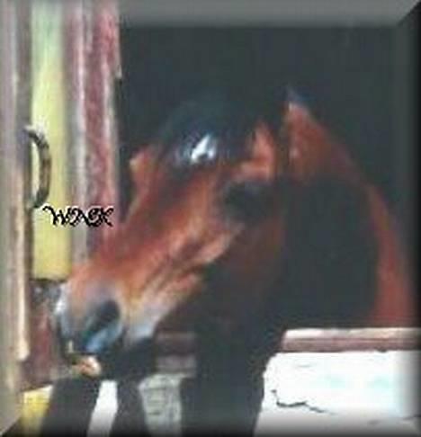 Arabisk fuldblod (OX) Kacymet ox 1881 - Foto: Winnie Kongsnæs billede 6