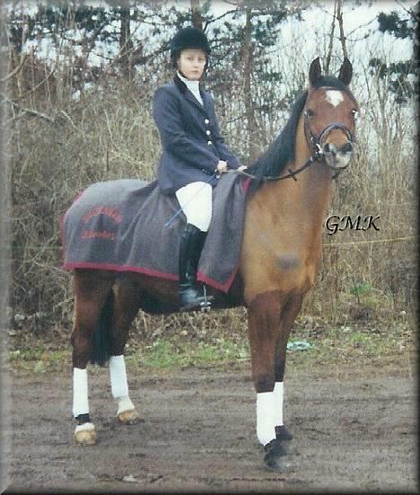 Arabisk fuldblod (OX) Kacymet ox 1881 billede 7