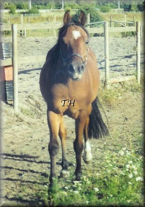 Arabisk fuldblod (OX) Kacymet ox 1881 - Foto: Tanja Hansen Billedet er taget aftenen inden han blev aflivet :,-(... billede 8