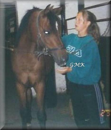 Arabisk fuldblod (OX) Kacymet ox 1881 - Foto: Gitte Kongsnæs Billedet er taget samme dag som han tog til de evige græsmarker. billede 9