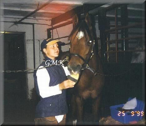 Arabisk fuldblod (OX) Kacymet ox 1881 - Foto: Gitte Kongsnæs billede 10