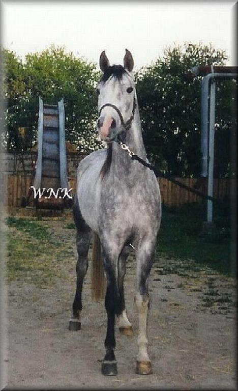 Arabisk fuldblod (OX) Edward FA 114/98 - Foto: Winnie Kongsnæs billede 2