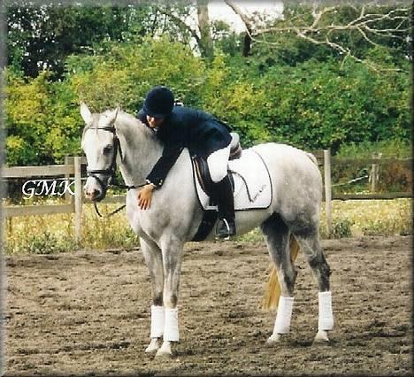 Arabisk fuldblod (OX) Edward FA 114/98 - Foto: Gitte Kongsnæs billede 3