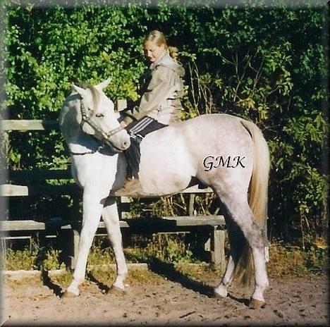 Arabisk fuldblod (OX) Edward FA 114/98 - Foto: Gitte Kongsnæs billede 4