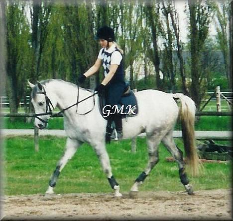 Arabisk fuldblod (OX) Edward FA 114/98 - Foto: Gitte Kongsnæs billede 5