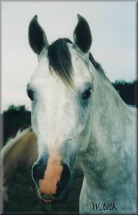 Arabisk fuldblod (OX) Edward FA 114/98 billede 6