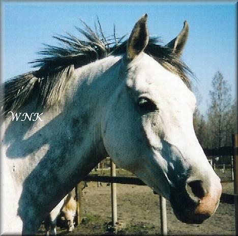 Arabisk fuldblod (OX) Edward FA 114/98 - Foto: Winnie Kongsnæs billede 7