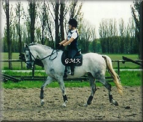 Arabisk fuldblod (OX) Edward FA 114/98 - Foto: Gitte Kongsnæs billede 8