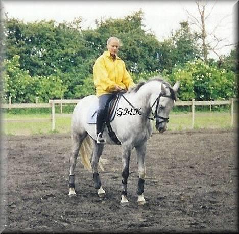 Arabisk fuldblod (OX) Edward FA 114/98 - Foto: Gitte Kongsnæs billede 9