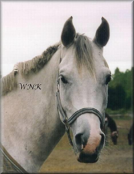 Arabisk fuldblod (OX) Edward FA 114/98 - Foto: Winnie Kongsnæs billede 10