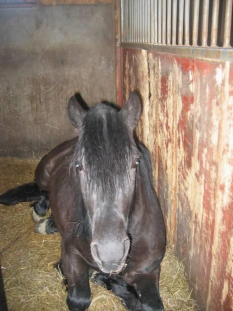 Koldblodstraver Garli Eld - Elden på boksen! billede 4