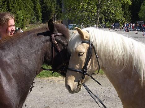 Islænder Frøya frå Eide<3 - Frøya ilag med sin nye "bølle"venninde,Ranita.. =P 10.juni =) billede 3