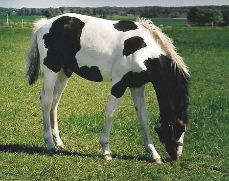 Pinto Marott's Bugatti - Bugatti i 2003 billede 7