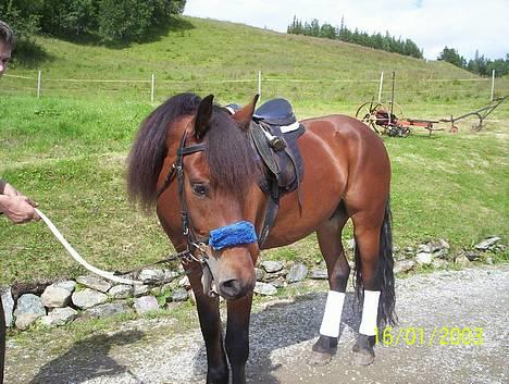 Koldblodstraver Molteberg Prinsen - Molteberg Prinsen klar for en treningsøkt:) billede 1