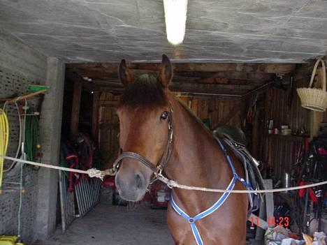 Koldblodstraver Molteberg Prinsen - Prinsen under oppsaling før dagens trening! billede 2
