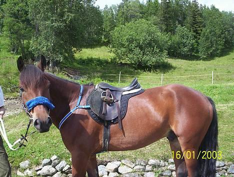 Koldblodstraver Molteberg Prinsen - Er han ikke søt??:) billede 3