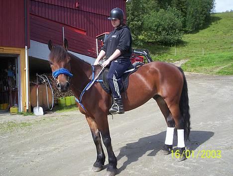 Koldblodstraver Molteberg Prinsen - Jeg og Prinsen:) billede 6