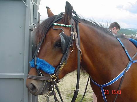 Koldblodstraver Molteberg Prinsen - Prinsen før løpet i Mosjøen 24.juli;) billede 7