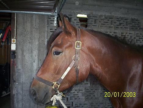 Koldblodstraver Molteberg Prinsen - Har han ikke et nyyydelig hode??:) billede 8